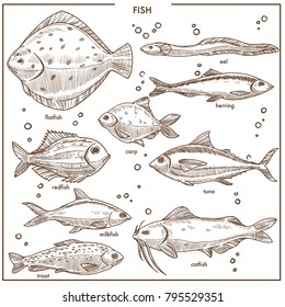 Fish sketch species with names vector isolated fishing icons set