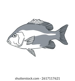 Fish sketch vector 18 isolated on white