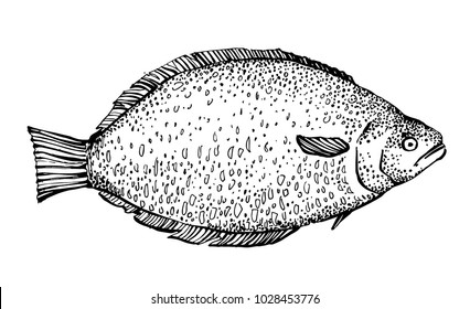 fish sketch vector. hand drawn