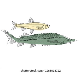 Fish, sketch for your design