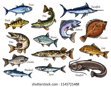 Fish sketches of sea, ocean and river animal for seafood and fishing sport design. Salmon, tuna and perch, carp, mackerel and flounder, pike, bream and sheatfish, sprat, swordfish and crucian icons