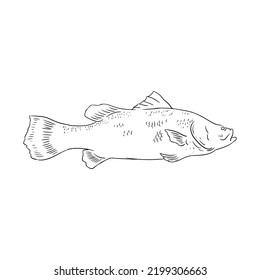 Esbozos de peces que normalmente son blanco de los pescadores
