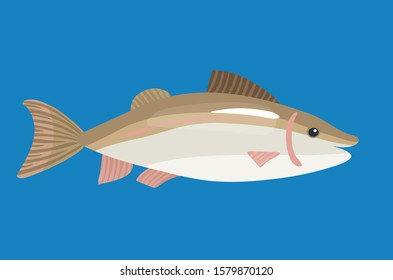 Fish snapper marine creature vector illustration