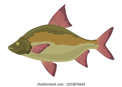 Fish sorts or types. Freshwater fish. Hand-drawn color illustration of inland fish. Commercial fish specie