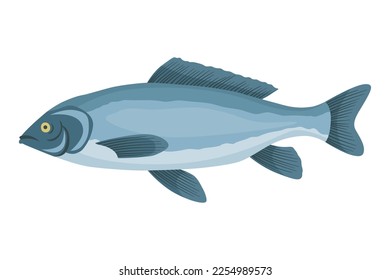 Fish sorts or types. Freshwater fish. Hand-drawn color illustration of inland fish. Commercial fish specie