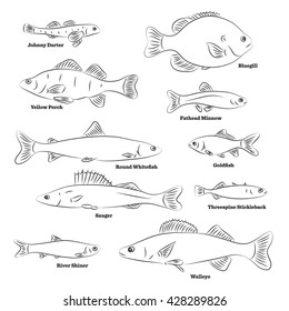 Fish sorts and types. Hand drawn vector illustration of freshwater fish.