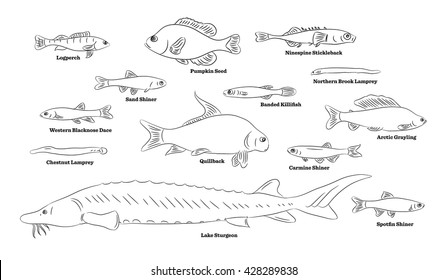 Fish sorts and types. Hand drawn vector illustration of freshwater fish.