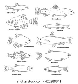 Fish sorts and types. Hand drawn vector illustration of freshwater fish.