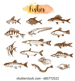Fish sorts and types. Hand drawn vector illustrations. Lake fish in line art style. Vector sea and ocean creatures for seafood menu design.