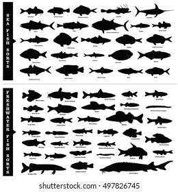 Fish sorts and types. Seawater and freshwater fish vector silhouettes. Over fifty different hand drawn illustrations of sea and inland fishes with written names. Sea, river and lake fishes.