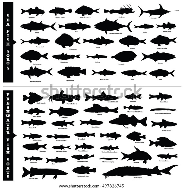 魚は種類が違う 海水と淡水魚のベクター画像がシルエットで描かれています 50種類以上の魚の手描きのイラストで 名前が書かれています 海 川 湖の魚 のベクター画像素材 ロイヤリティフリー