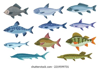 Fish sorts and types. Various freshwater fish. Hand-drawn color illustrations of sea and inland fish. Commercial fish species