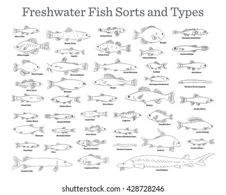 Fish sorts and types. Various freshwater fish. Hand drawn vector illustrations of different inland fish sorts.