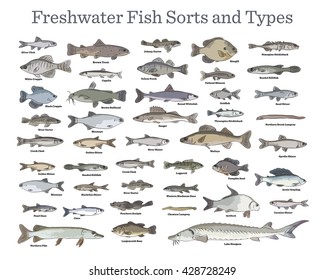 Fish sorts and types. Various freshwater fish. Hand drawn vector illustrations of different inland fish sorts.