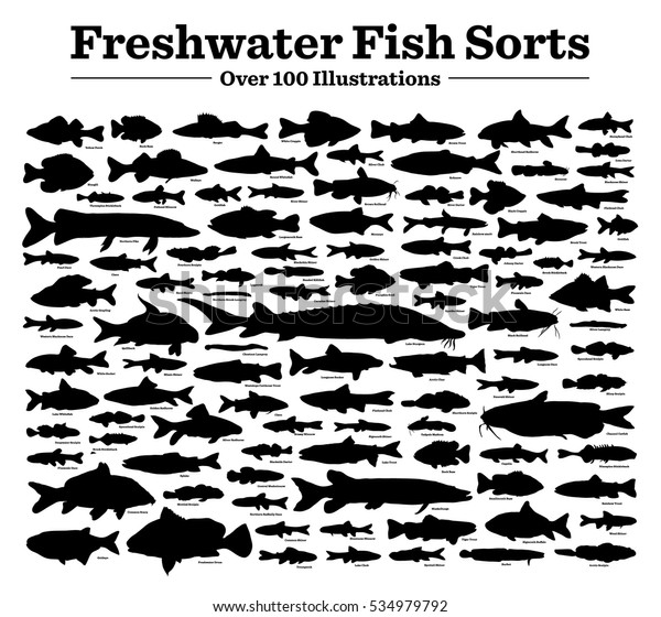 魚は種類が違う 様々な淡水魚 100点を超えるシルエットで さまざまな内陸の手描きのベクトルイラスト 英語で書かれたタイトル 名前 のベクター画像素材 ロイヤリティフリー