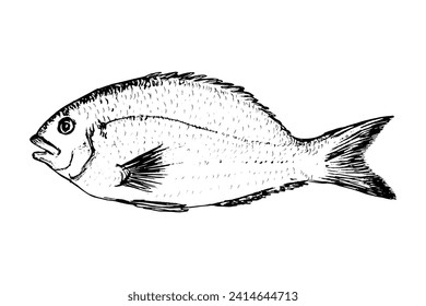 Fish Sparus aurata sketch. Delicious Mediterranean fish isolated on white background. Drawing of sea Sparidae fish. Dish for fish restaurant, menu design.