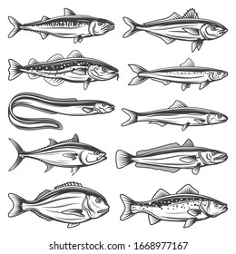 Conjunto de iconos de esquema de especies de peces. Caballa de caballo, dorada o lubina y anchoa, anchoa, anguila oceánica, atún, merluza, bacalao y sardina. Tipos de peces, deportes de pesca objetos vectoriales aislados