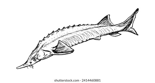 Fish sterlet sketch isolated on white background. Drawing of freshwater fish sturgeon. Dish for fish restaurant, menu design.