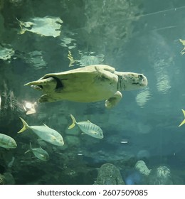 Fish swim in an aquarium with elements of a natural interior