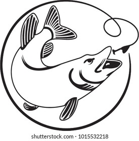 fish swimming for bait
