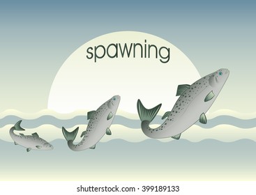 Fish swimming to spawn. Vector illustration