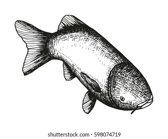 Fish swims in motion vector sketch