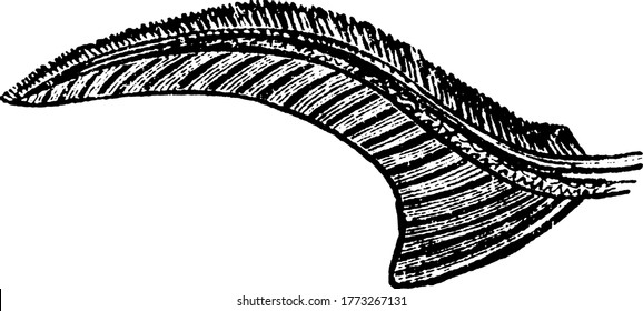 Pescado de cola con b como cola heterocercal (Sturgeon), dibujo vintage de línea o ilustración de grabado.