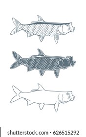 fish tarpon vector