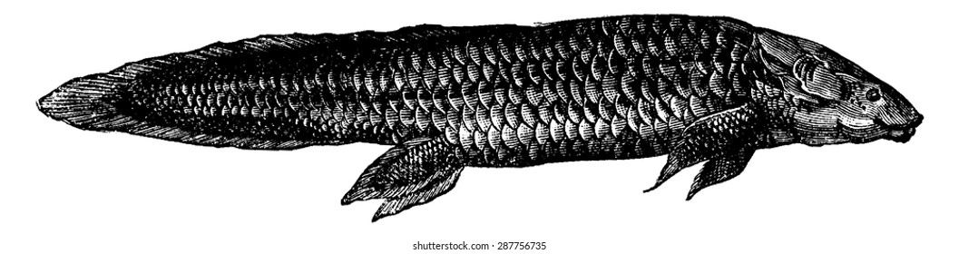 Fish from the Triassic Period: The Ceratodus, fish equipped with lung and gills, vintage engraved illustration. Earth before man 1886.