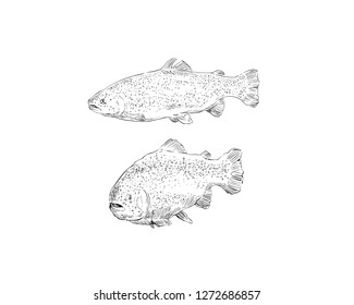 Fish trout hand drawn set. Vector illustration. 