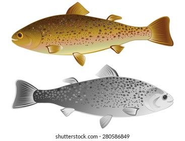 Fish trout on a white background. Labels, banners, menus. Vector illustration.