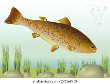 Fish the trout in the river. Vector illustration.