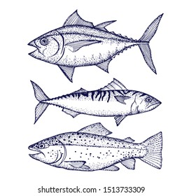 Fish .Tuna fish, mackerel ,salmon. Seafood.Set of hand drawn graphic illustrations.Vector . Engraved stile.