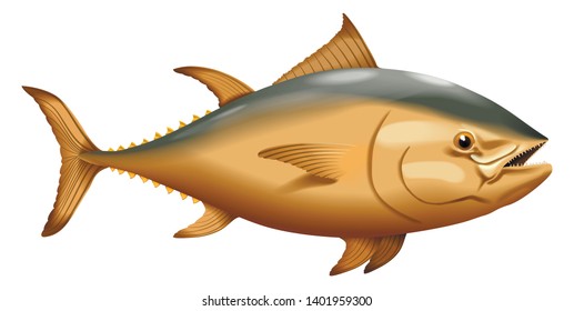 Fish. Tuna, realistic vector image. Isolated on a white background.