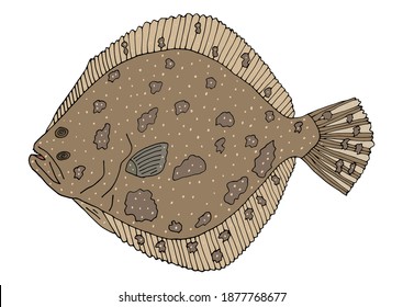 Fish turbot hand drawn. Beautiful color fish isolated on white background. Vector illustration.