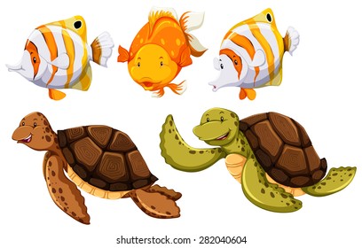 Fish and turtle on the white background