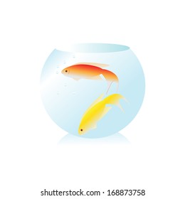 Fish. Two fish in an aquarium on a white background