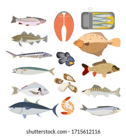 Fish types illustration on the white background. Vector illustration