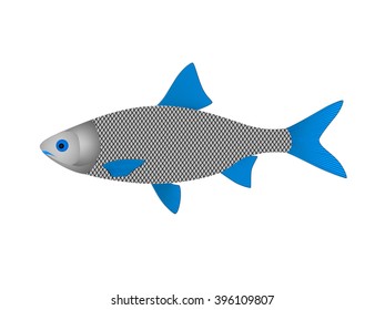 fish in vector