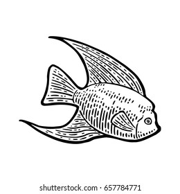Fish. Vector black engraving vintage illustrations. Isolated on white background.