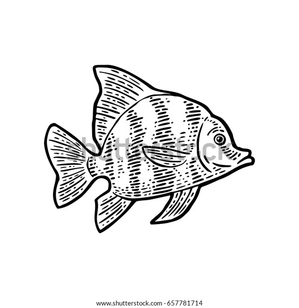 Fish Vector Black Engraving Vintage Illustrations Stock Vector (Royalty ...