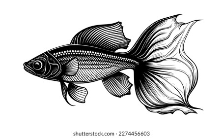 Fish vector black line illustration isolated white. Sketch art