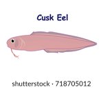 Fish vector cartoon illustration t shirt design for kids with aquatic animal cusk eel fish isolated on white background, design for introduction different types of fish for your children