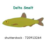 Fish vector cartoon illustration t shirt design for kids with aquatic animal delta smelt fish isolated on white background, different types of fish education for your children and other uses