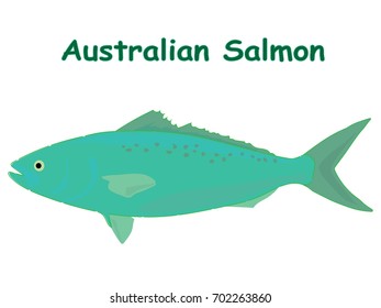 Fish vector cartoon illustration t shirt design for kids with saltwater animal australian salmon fish theme wallpaper