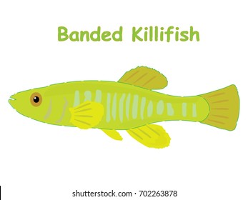 Fish vector cartoon illustration t shirt design for kids with saltwater animal banded killifish theme wallpaper