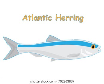 Fish vector cartoon illustration t shirt design for kids with saltwater animal atlantic herring fish theme wallpaper