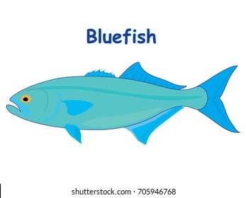 Fish vector cartoon illustration t shirt design for kids with saltwater animal bluefish theme isolated on white background wallpaper