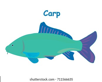 Fish vector cartoon illustration t shirt design for kids with aquatic animal carp fish isolated on white background, design for introduction of different types of fish for your child