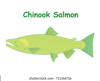 Fish vector cartoon illustration t shirt design for kids with aquatic animal chinook salmon fish wallpaper isolated on white background design for introduction different types of fish for your child